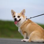 【新規事業の種】「鼻紋認証」から考える、次世代ペットビジネスの可能性