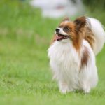 【新規事業のヒント】ペットの肖像画サービス「PetArts」に学ぶ、高単価・高満足度ビジネスの作り方